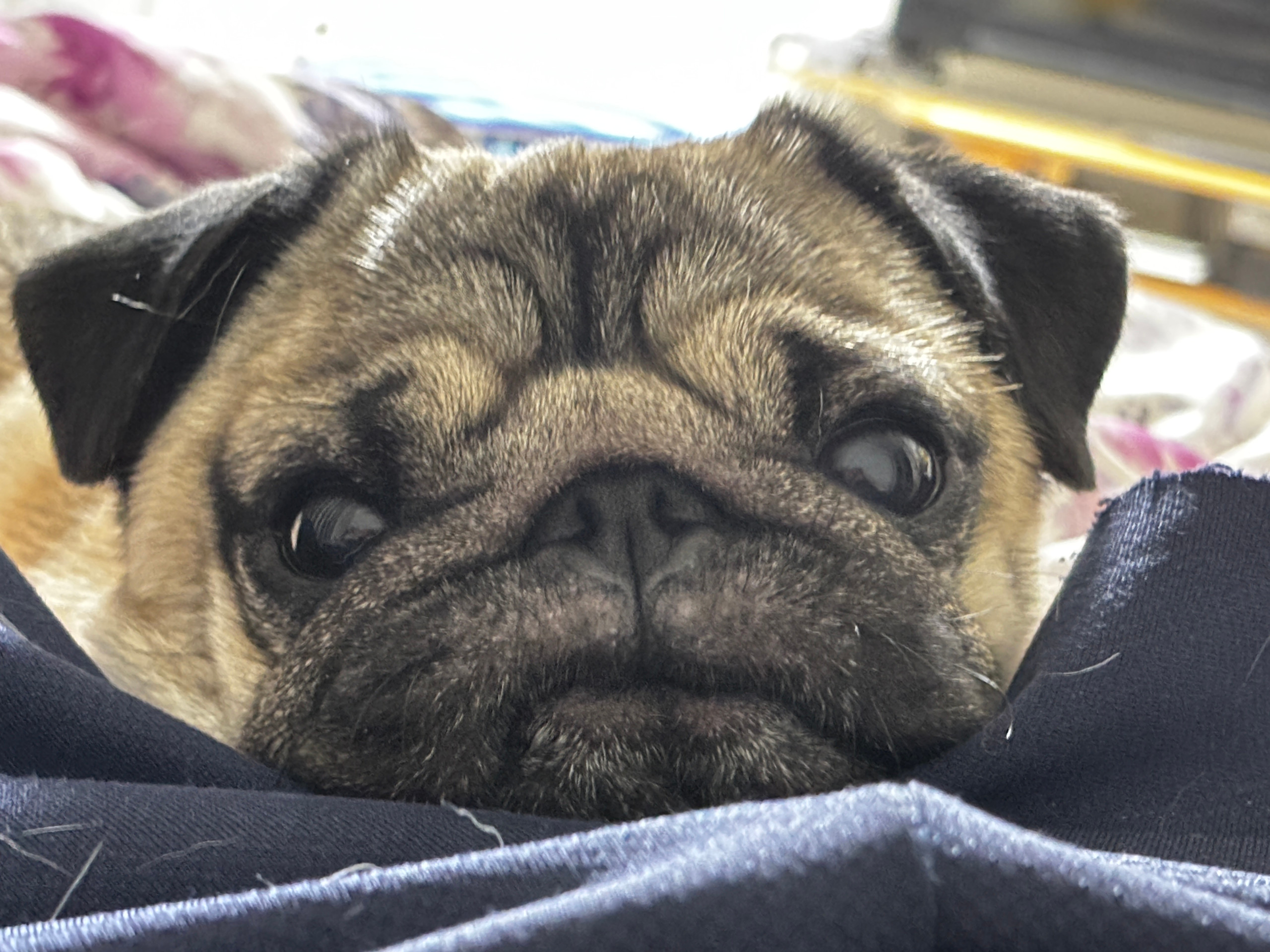 gamou/がもう/新カリキュラムモニター