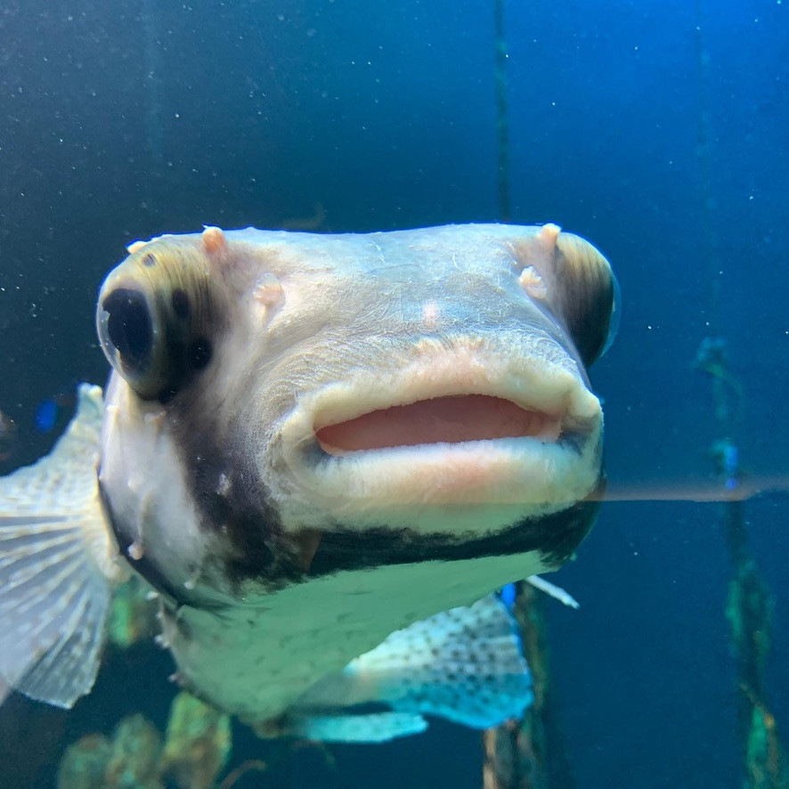 Shuheiのプロフィール画像